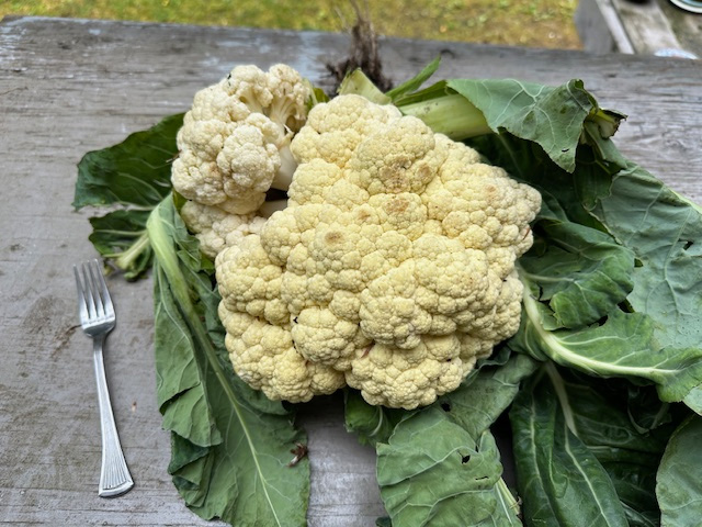A cauliflower from 2024. A cauliflower from 2024.